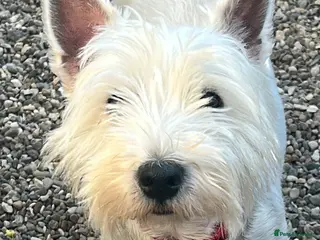 Mixed Breed dogs Westie x - Advert 1