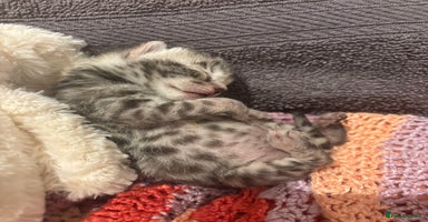 Bengal cats - Advert 15