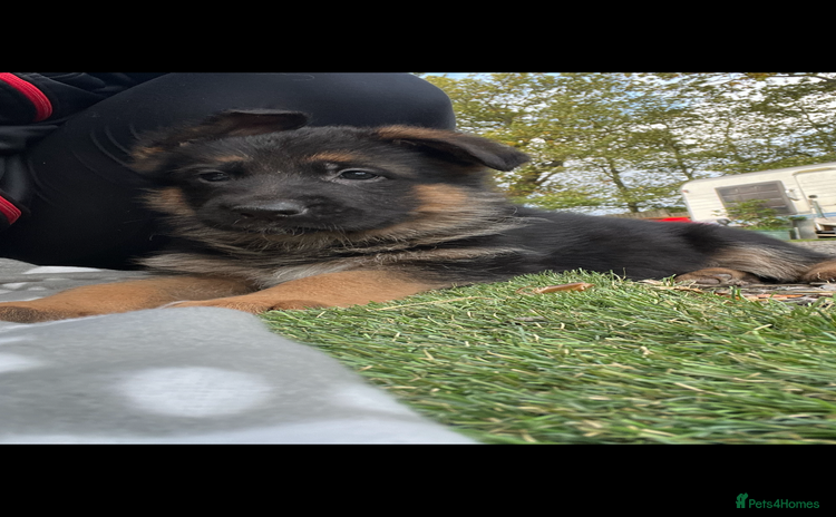 German Shepherd dogs - Advert 8