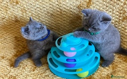 British Shorthair cats for sale: GCCF registered ChampionBloodline 5GENpedigree BSH - Image 18