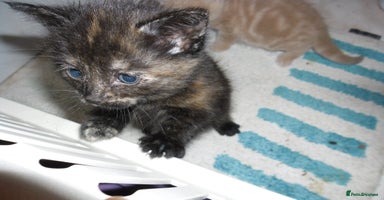 Mixed Breed cats - Advert 11