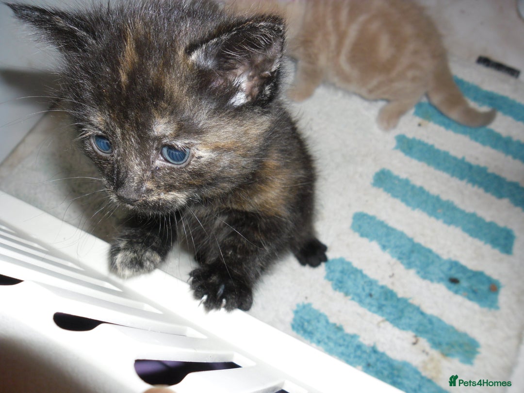 Mixed Breed cats for sale: 8 BEUTIFUL KITTENS FOR SALE - Image 2