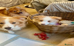 Border Collie dogs for sale: DUE 1st August Border collie Puppies - Image 3
