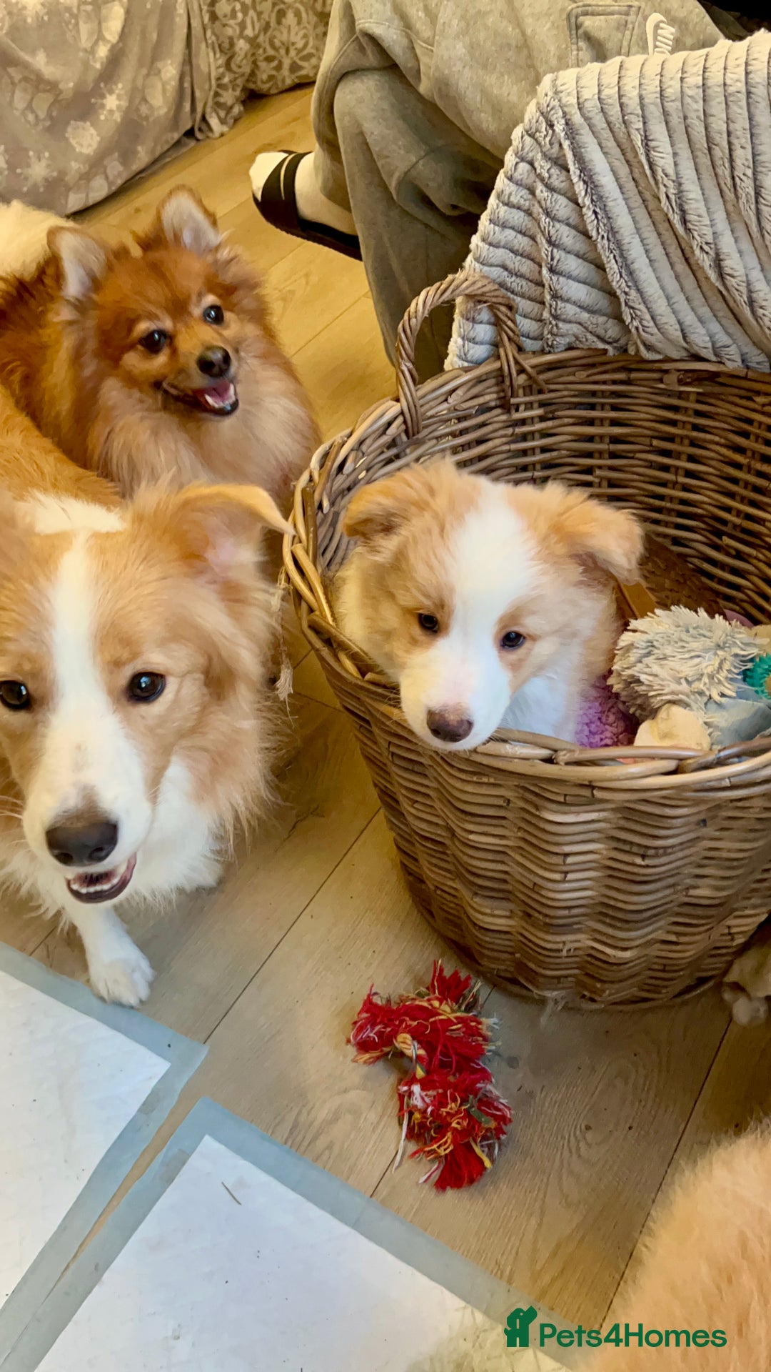 Border Collie dogs for sale: DUE 1st August Border collie Puppies - Image 3