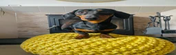 Miniature Dachshund dogs for sale: 1 year old black & tan miniature dachshund  in Porthmadog - Advert 1