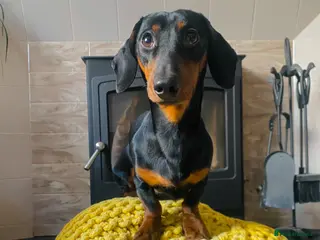 Miniature Dachshund dogs 1 year old black & tan miniature dachshund - Advert 9