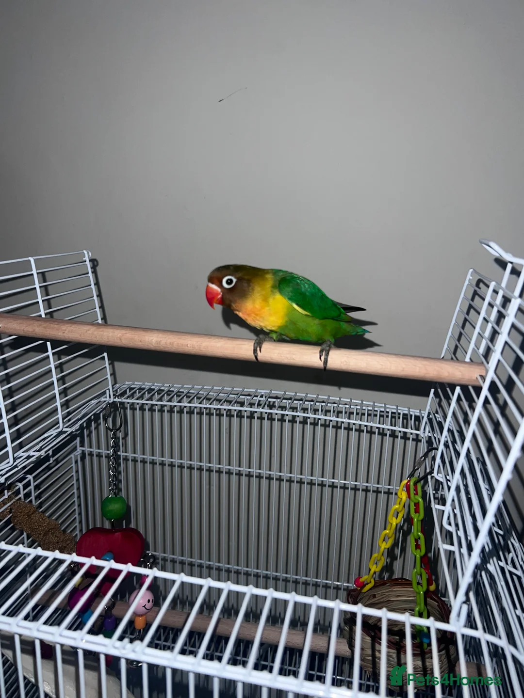 Lovebirds birds for sale: Beautiful silly tame Fischer love bird  - Advert 5