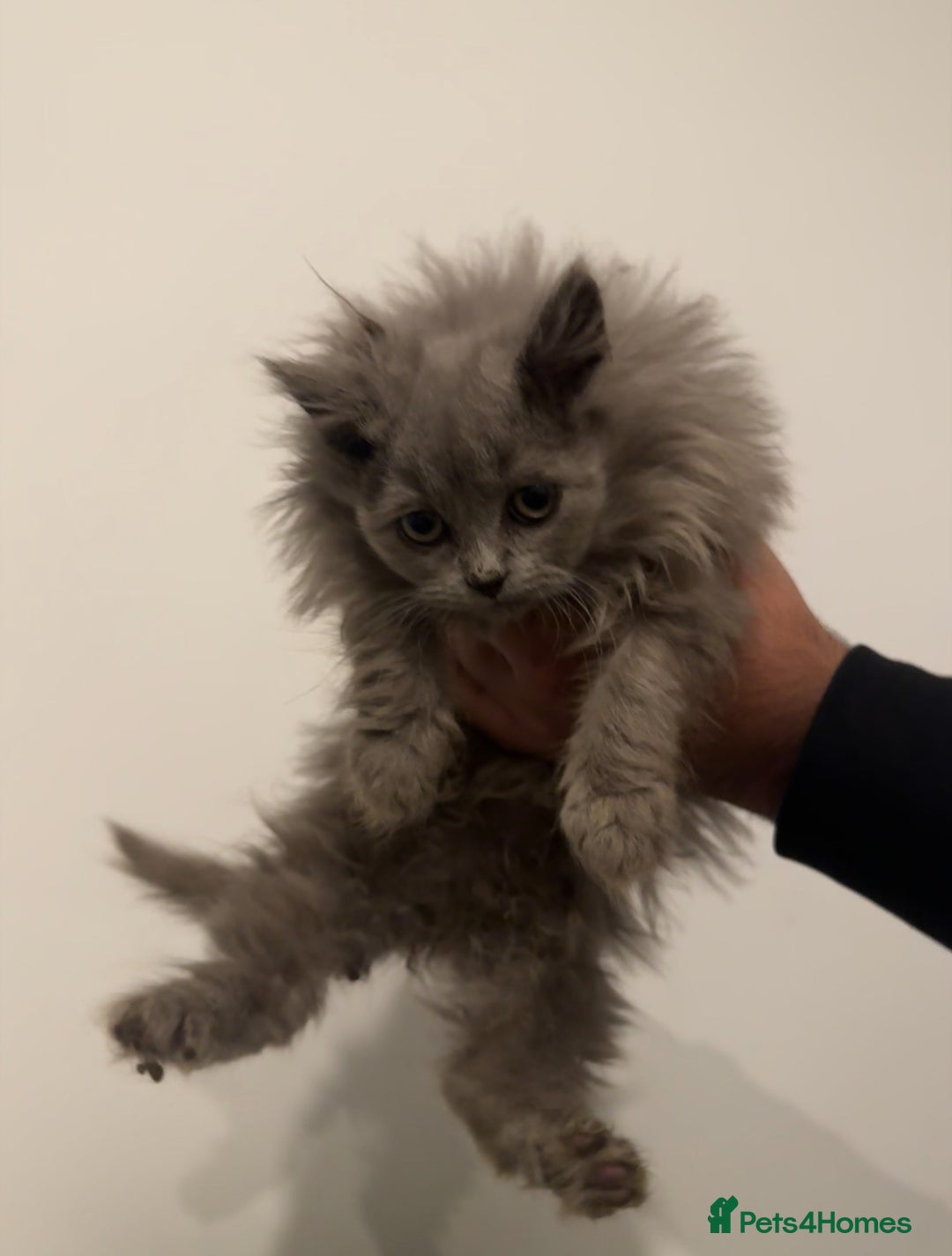 British Longhair cats for sale: Adorable British Longhair Kittens Ready Now! - Advert 12