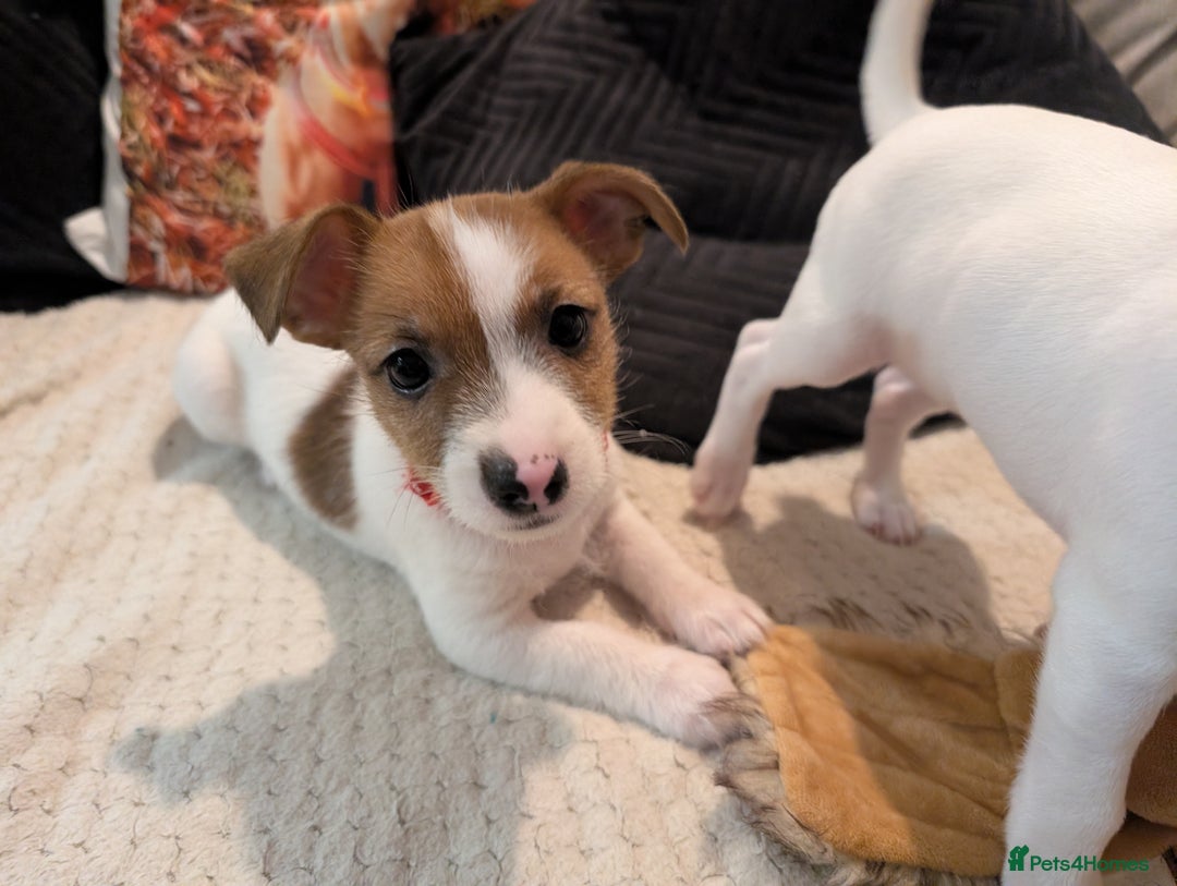 Mixed Breed dogs for sale: Jack Russell 3/4 1/4 chihuahua puppies  - Image 7