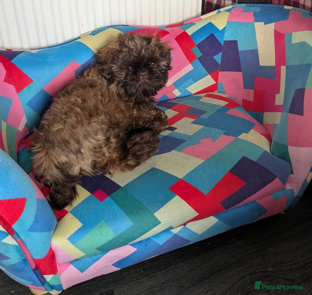 Shih Tzu dogs for sale: Only one KC imperial boy left !  - Advert 2