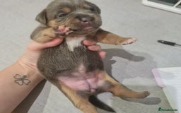 Mixed Breed dogs for sale: French bull weinners  - Image 22