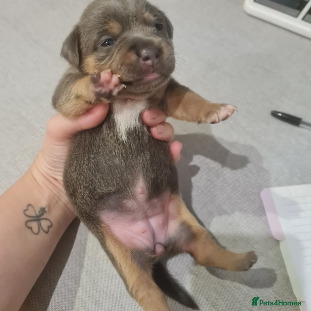 Mixed Breed dogs for sale: French bull weinners  - Image 22