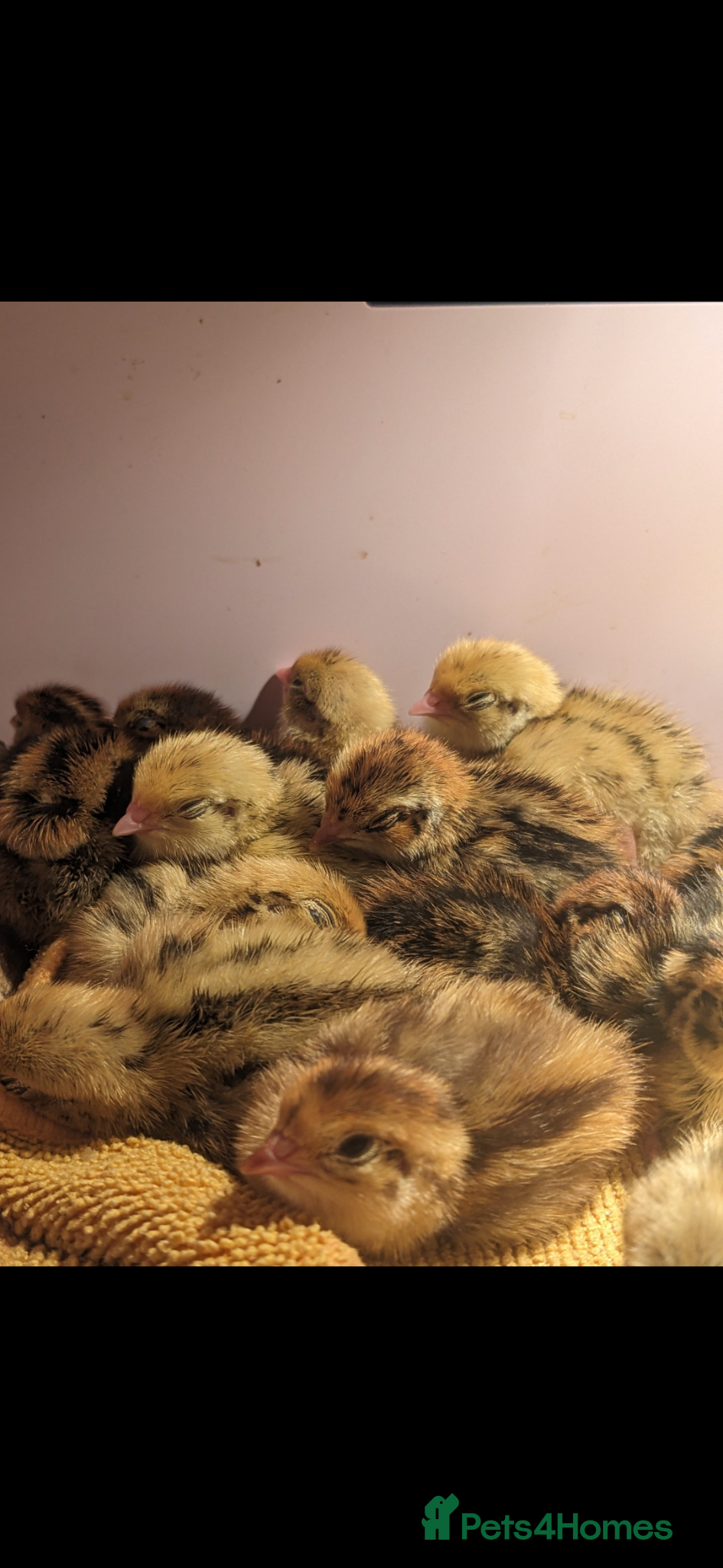 Quail poultry Jumbo Coturnix Quail - hatching eggs - Advert 12