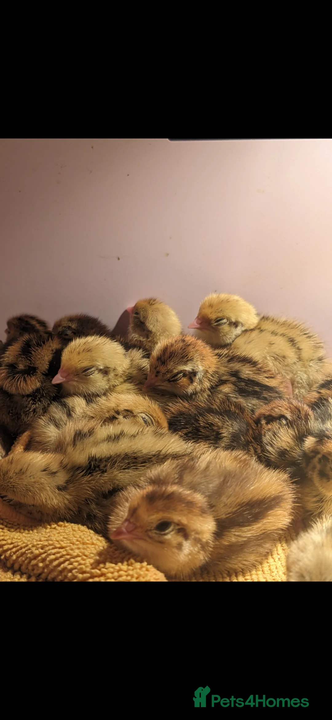 Quail poultry for sale: Jumbo Coturnix Quail - hatching eggs - Advert 1
