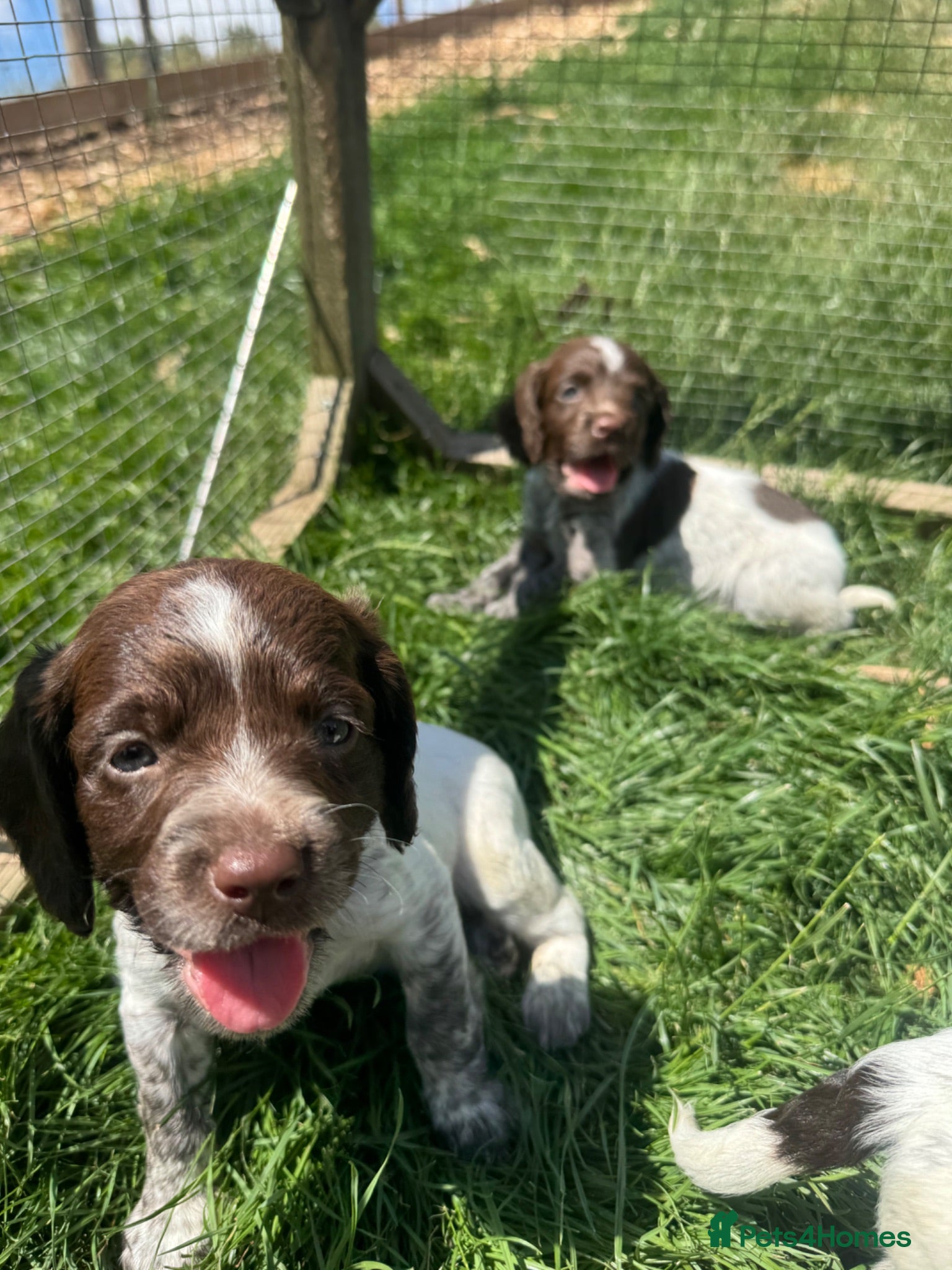 Sprocker dogs Only 2 Stunning Liver & White Spaniel Puppies Left - Advert 5