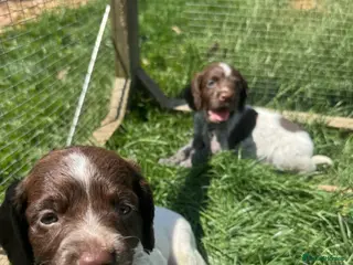 Sprocker dogs Only 2 Stunning Liver & White Spaniel Puppies Left - Advert 2