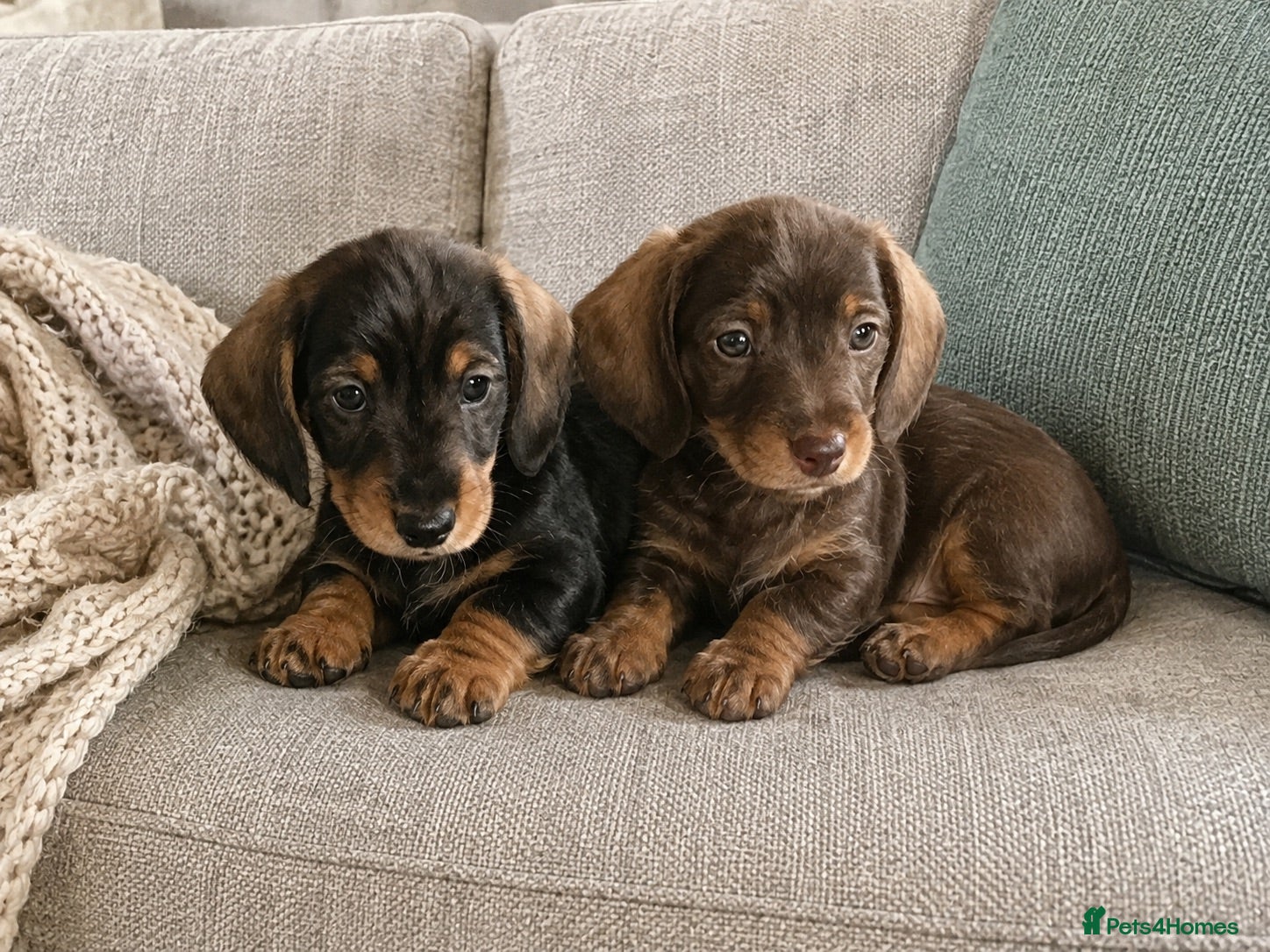 Miniature Dachshund dogs PIN HAIR  .MINI DACHSHUNDS  - Advert 1