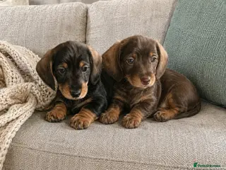 Miniature Dachshund dogs PIN HAIR .MINI DACHSHUNDS - Advert 1