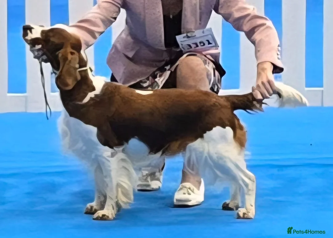 Welsh Springer Spaniel dogs for sale: Exceptionally promising litter of quality puppies in Camborne - Advert 2