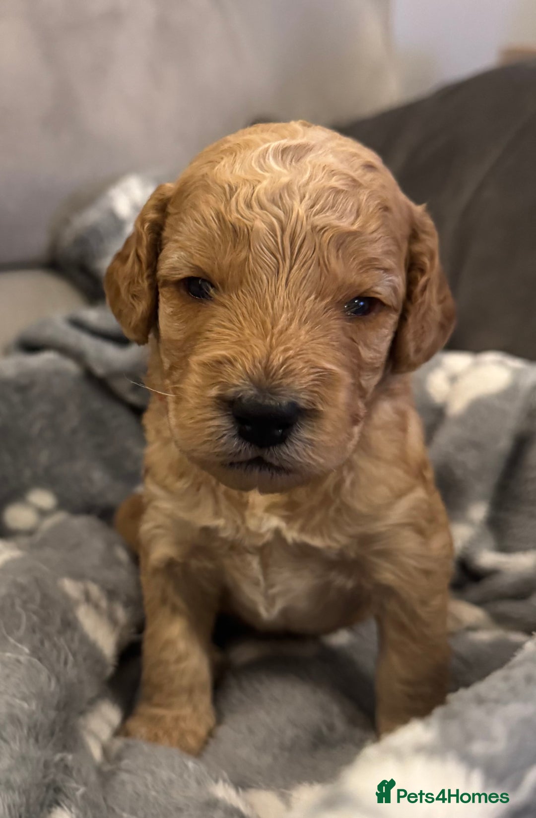 Cockapoo dogs for sale: Cockapoo Litter Due 25th January  - Advert 15