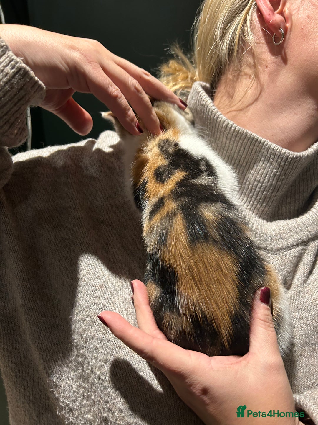 Mixed Breed cats for sale: Sweet Kittens for Sale – Friendly & Family-Raised - Advert 10