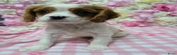 Cavalier King Charles Spaniel dogs for sale: Beautiful KC reg Cavalier King Charles Puppies  - Advert 34