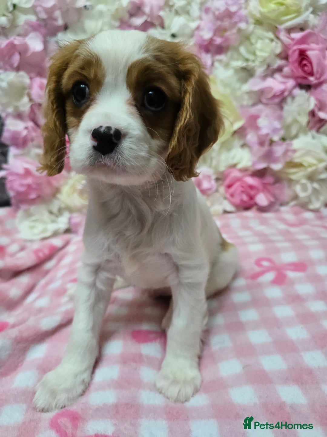 Cavalier King Charles Spaniel dogs for sale: Beautiful KC reg Cavalier King Charles Puppies  - Advert 34