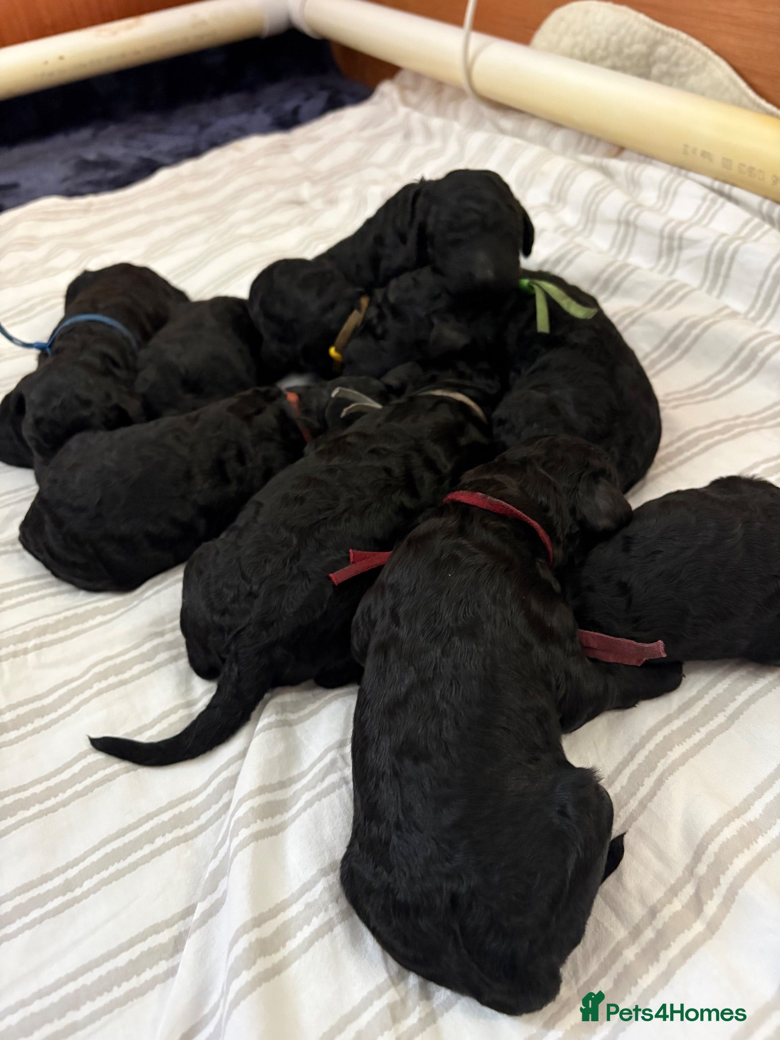 Standard Poodle dogs Exceptional Standard Poodle Puppies  - Advert 5