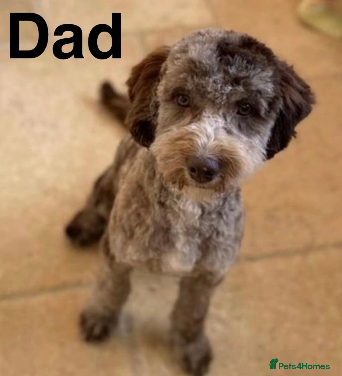 Sproodle dogs Adorable Sprockerpoos Puppies , Ready 20th Apirl - Advert 2