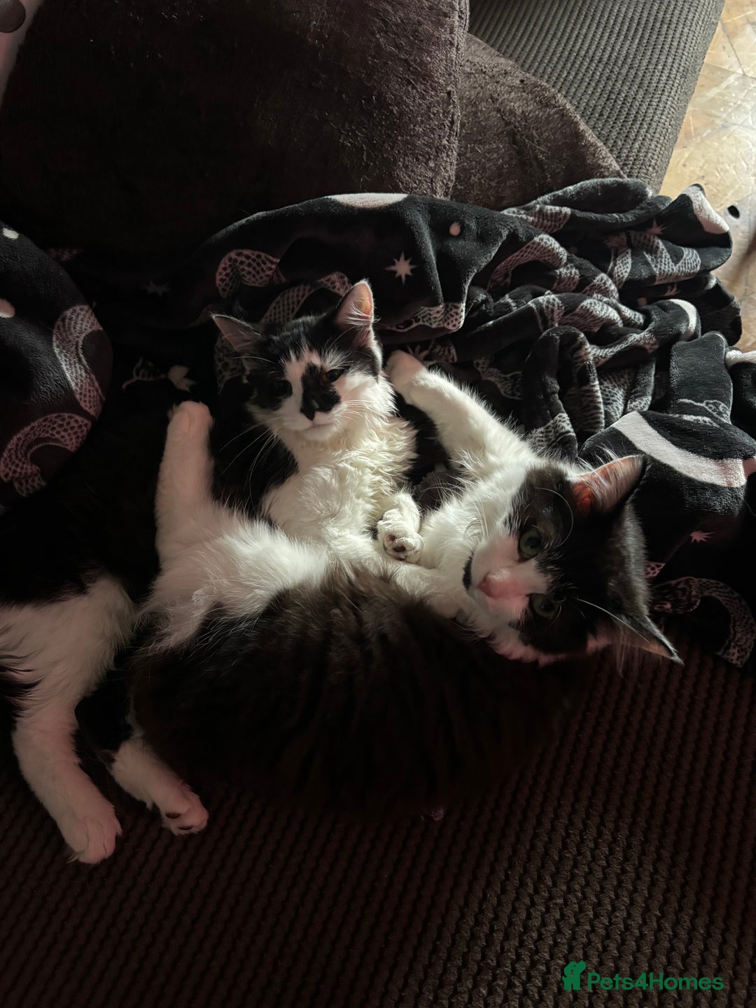 Mixed Breed cats for sale: Momo mane coon mix  - Advert 13