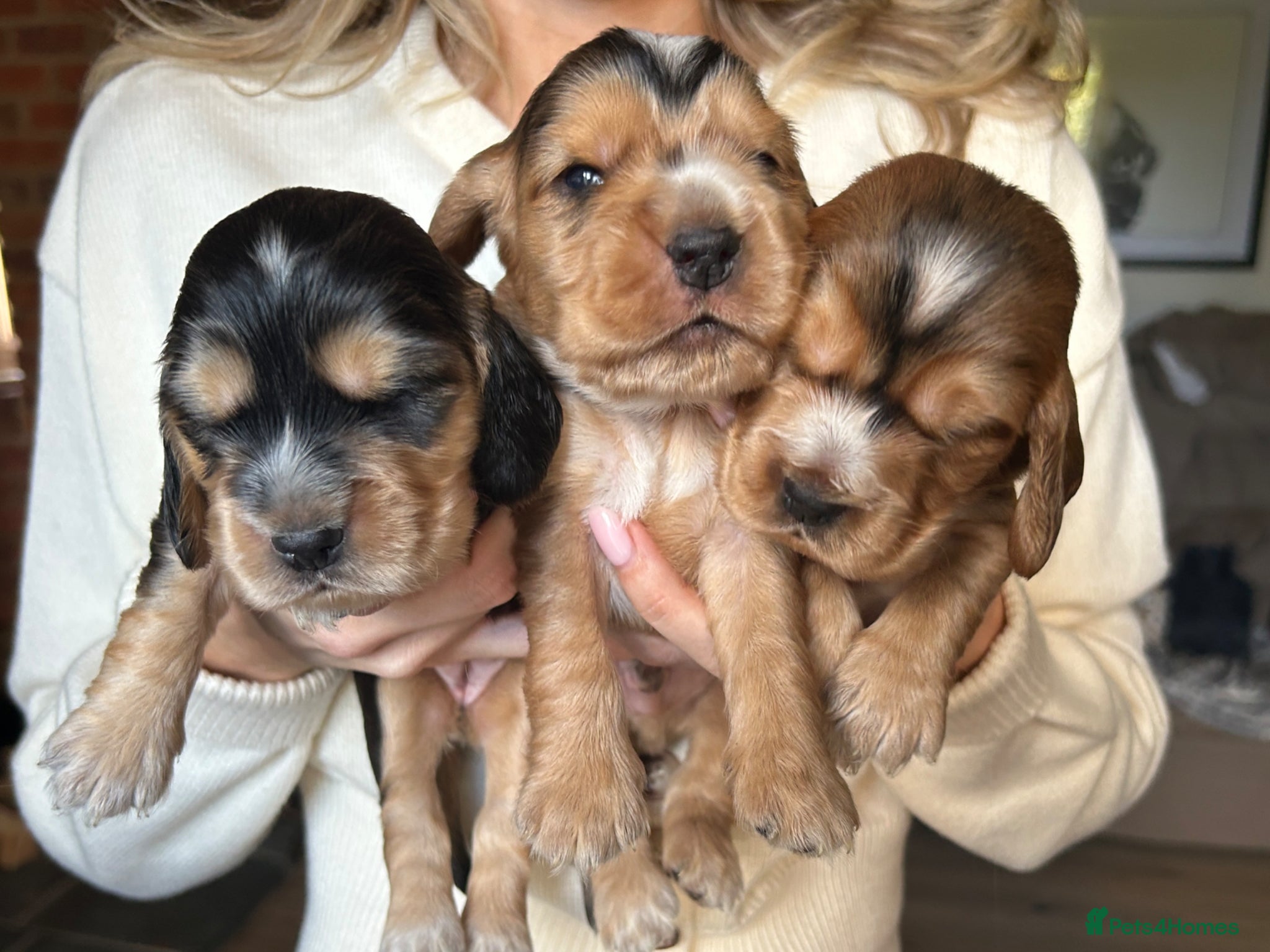 Cocker Spaniel dogs KC registered cocker spaniel puppies - Advert 1