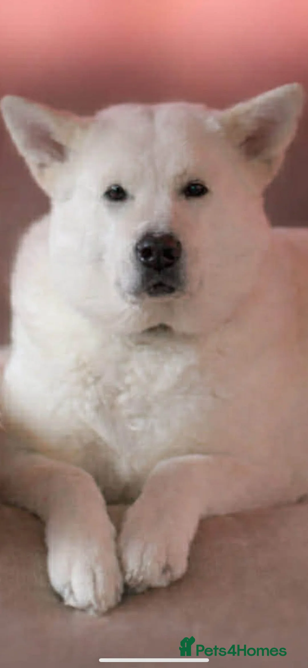 Akita dogs for sale: Jake and Meeka needing forever homes  - Advert 2