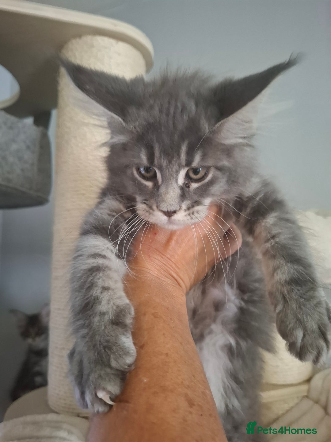 Maine Coon cats for sale: Xxl pure mainecoons  - Image 6