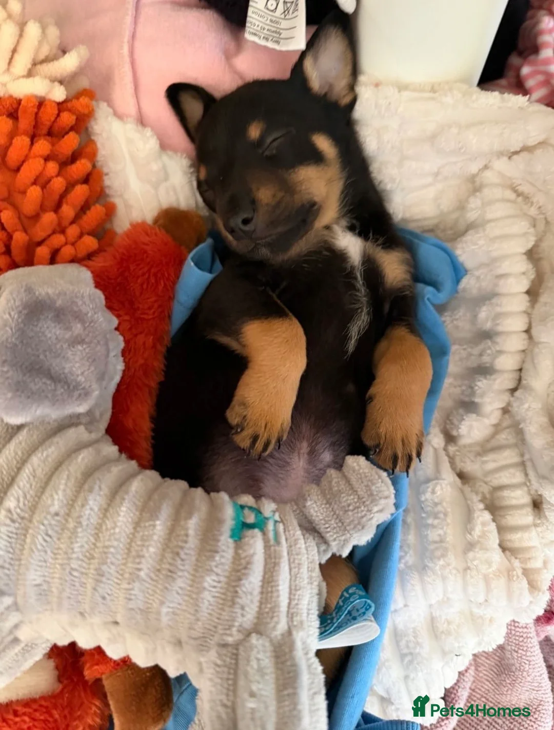 Mixed Breed dogs for sale: Buddy  - Advert 2