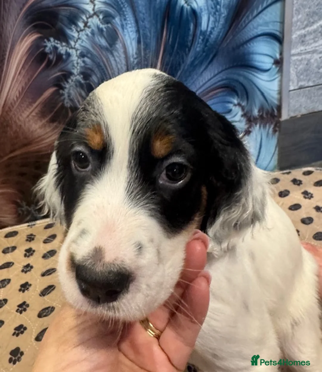 English Setter dogs for sale: Working English Setter Puppies –  KC Reg - Advert 2