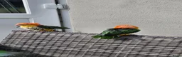 Parrots birds for sale: Silly Tame, Young, Male Yellow Thighed Caique - Advert 6