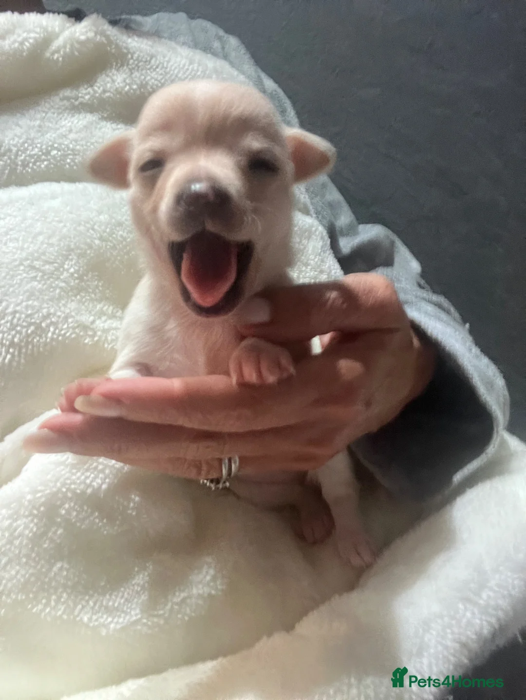 Chihuahua dogs for sale: Stunning litter of chi pups!  - Advert 15