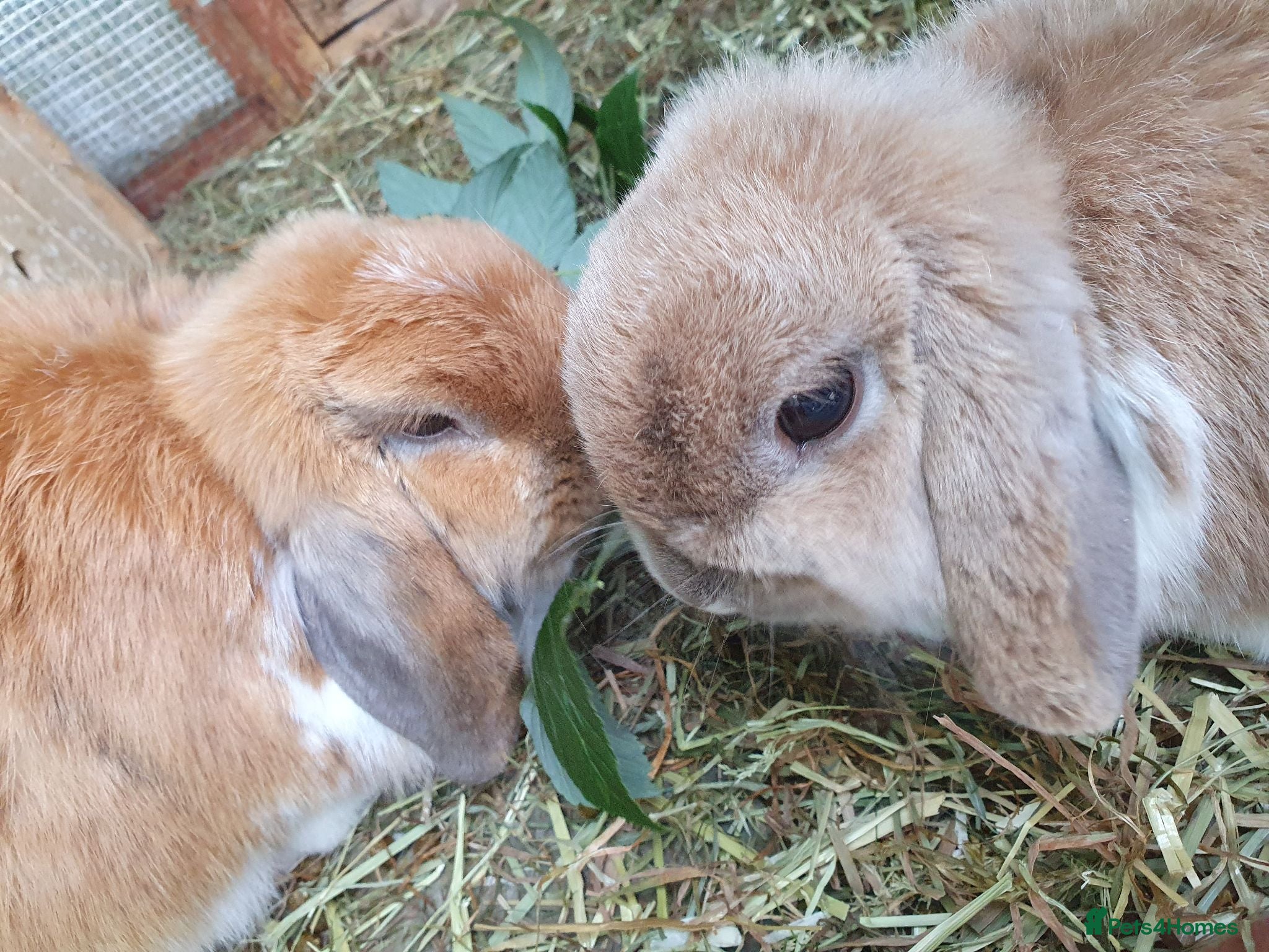 Mini Lop rabbits Spayed/neutered rabbits for adoption, vac Rhd2 - Advert 1
