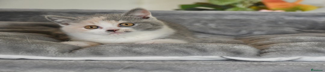 British Shorthair Kitten 1