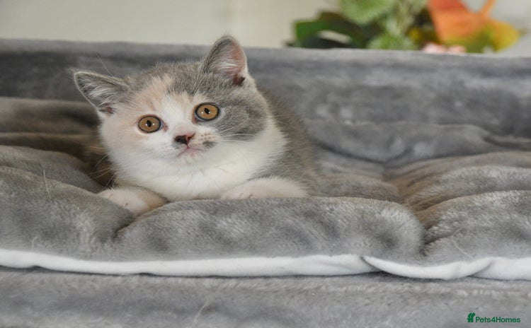 British Shorthair cats - Advert 1