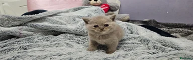 Female Grey 3