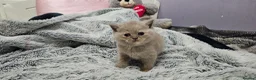 British Shorthair cats for sale: British short hair kittens  - Advert 15