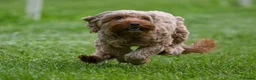 Cockapoo dogs for sale: Loveable cockerpoo  - Advert 7