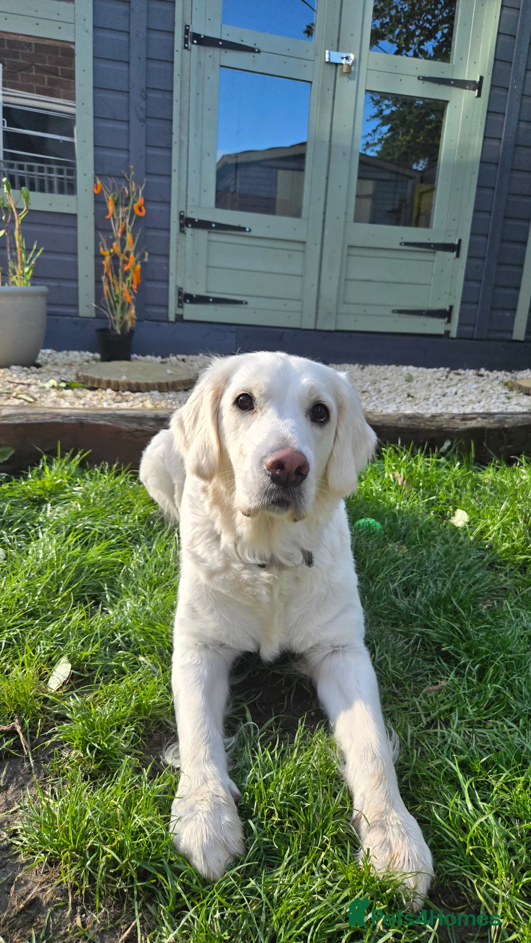 Golden Retriever dogs for sale: English Cream/Golden Retriever puppies - Advert 2