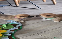 Japanese Shiba Inu dogs for sale: Beautiful Shiba - Image 13