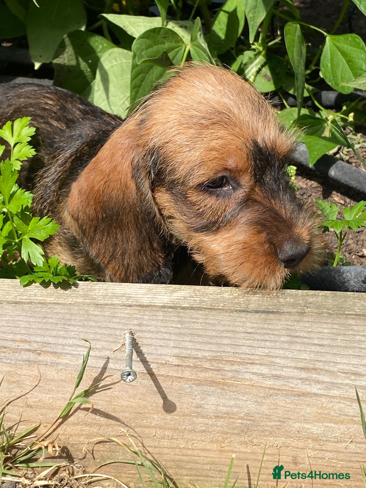 Dachshund dogs Wirehaired Dachshund, Teckel Puppies - Advert 4