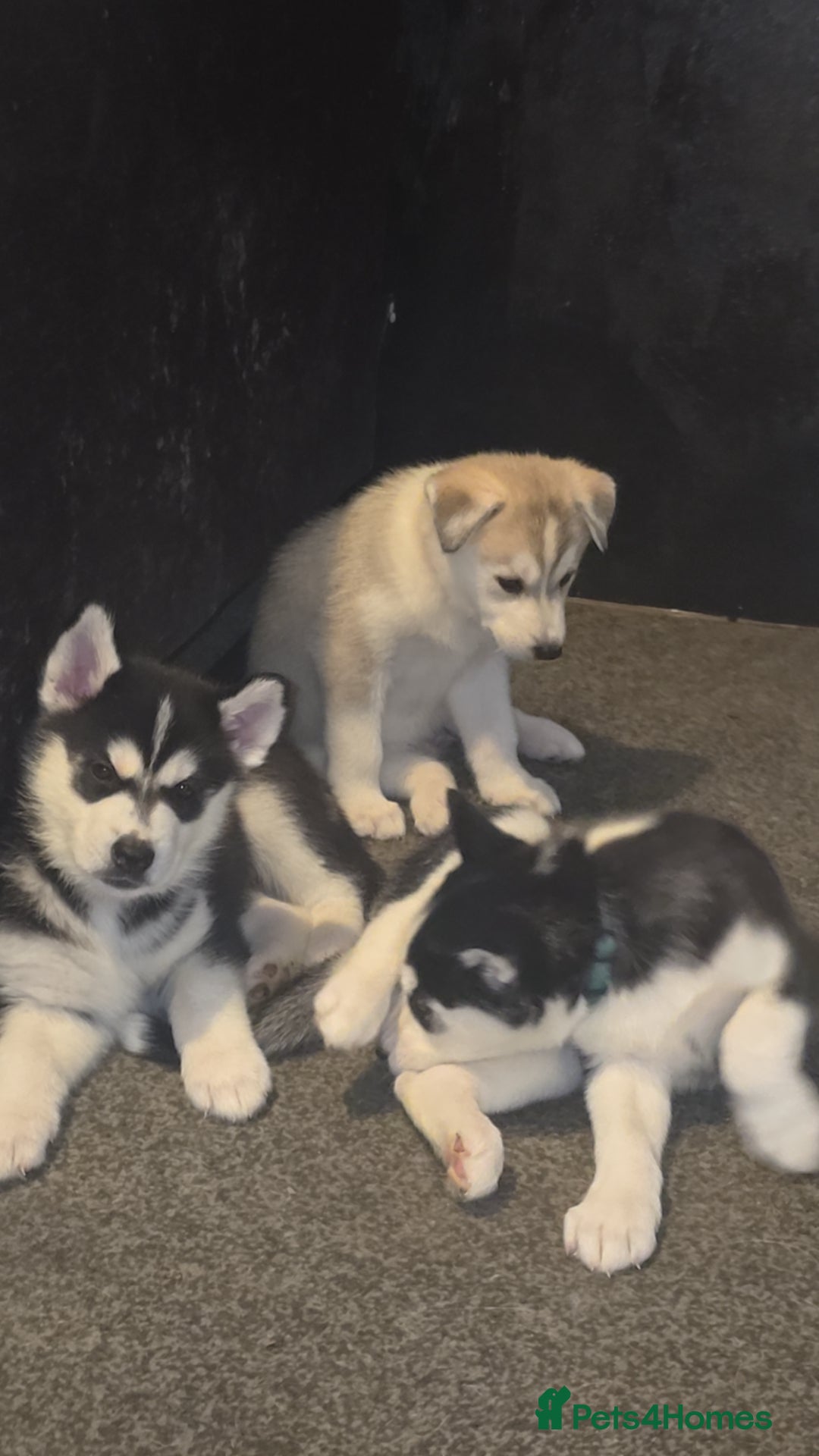 Siberian Husky dogs 4 siberian husky girl pups  - Advert 3