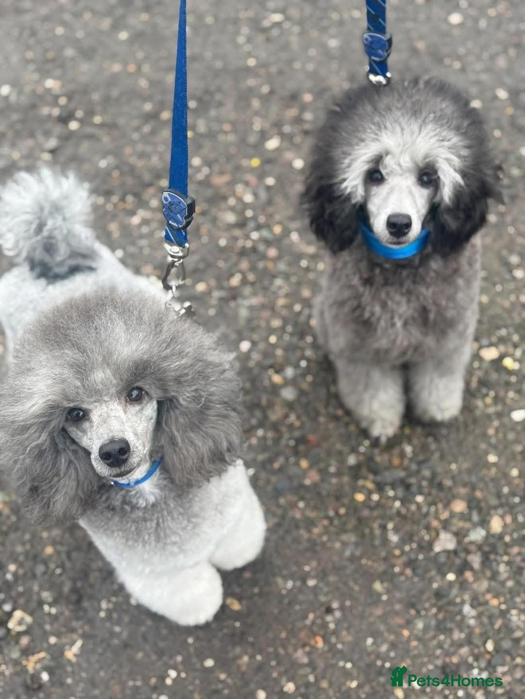 Miniature Poodle dogs for sale: OUTSTANDING SILVER MINI POODLES BEST IN 🇬🇧  - Advert 15