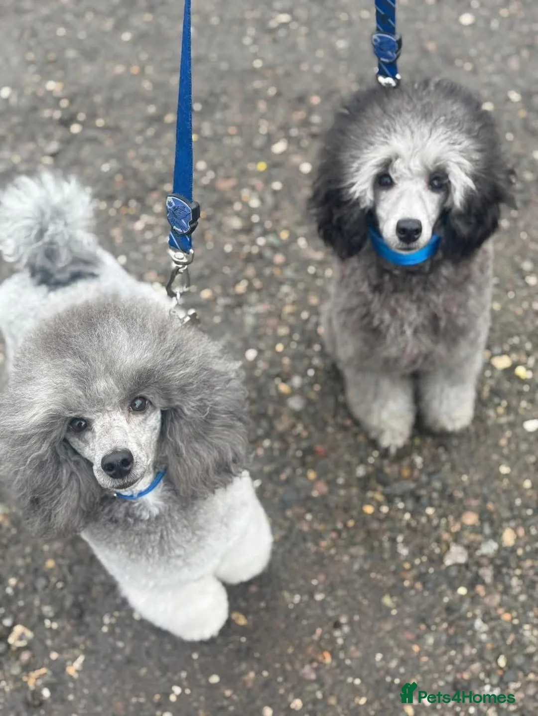 Miniature Poodle dogs for sale: OUTSTANDING SILVER MINI POODLES BEST IN 🇬🇧  - Advert 26