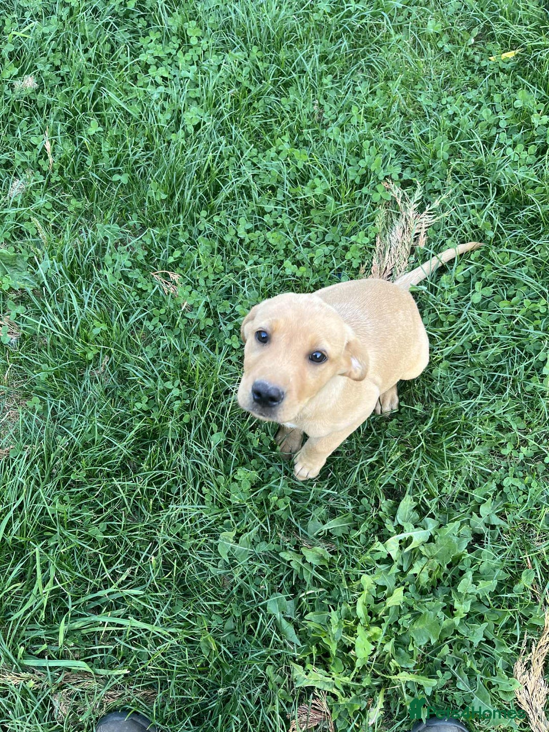 Labrador Retriever dogs for sale: Working Labrador retrievers - Advert 7